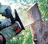 How Our Tree Care Process Works  in  North Industry, OH